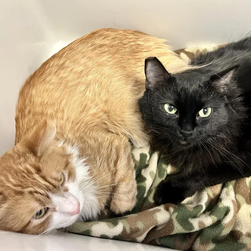 An adult large-sized female Black Domestic Short Hair cat named Vanity for adoption in Henderson, NV