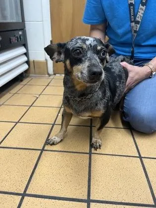An adult medium-sized female Dachshund dog named Willa for adoption in Gainesville, FL