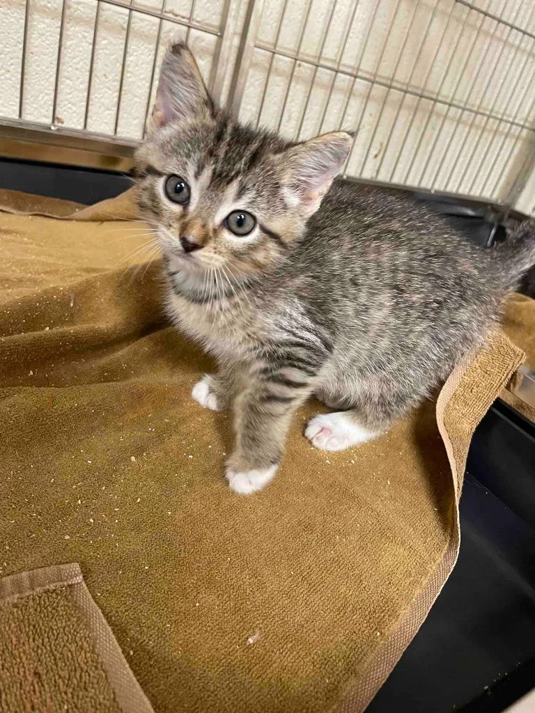 A baby small-sized female American Shorthair cat named Margarita for adoption in Glen Rose, TX