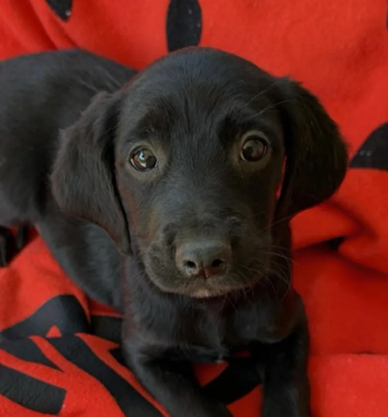 A baby medium-sized female Black Cocker Spaniel dog named Sunni Style for adoption in Andover, MA