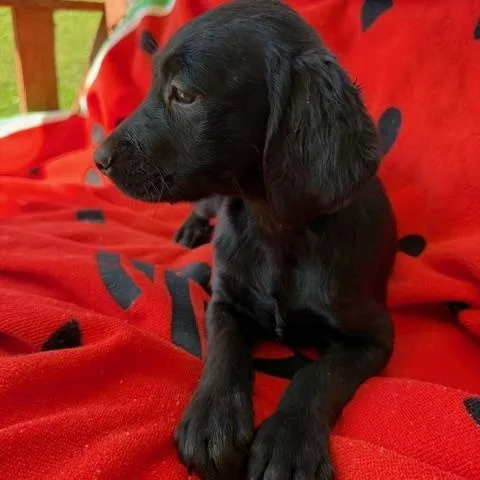 Sunni Style thumbnail 2