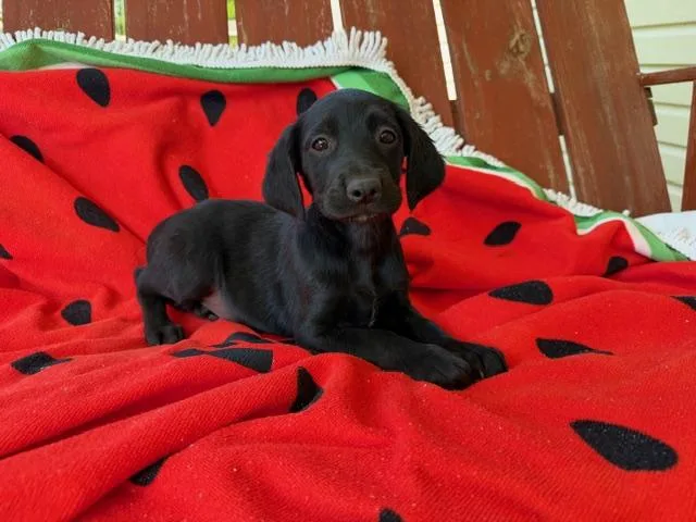 Sunni Style thumbnail 3