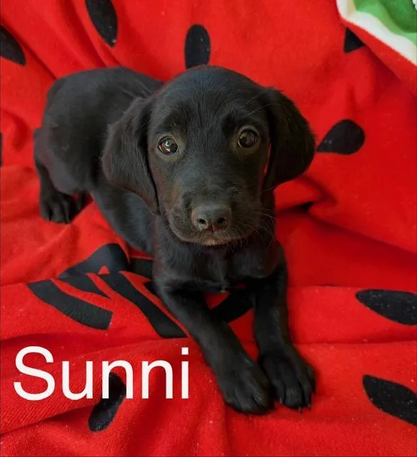 Sunni Style thumbnail 4