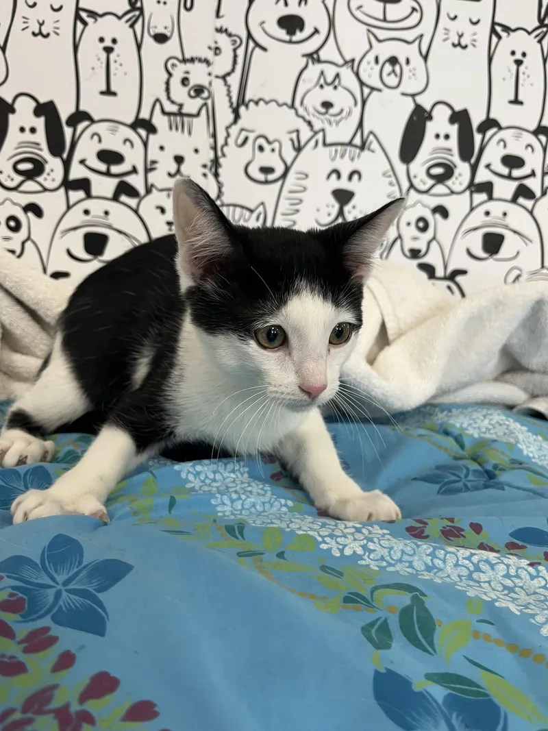 A baby medium-sized male Domestic Short Hair cat named Jackson for adoption in San Pedro, CA