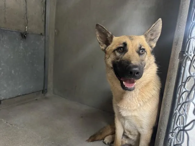 A young large-sized female German Shepherd Dog dog named Donna for adoption in San Bernardino, CA