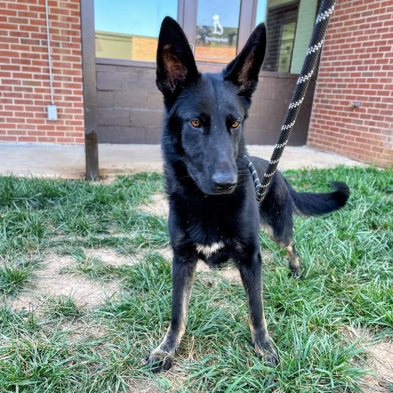 An adult medium-sized male Black German Shepherd Dog dog named Slim Shady for adoption in Lyndhurst, VA