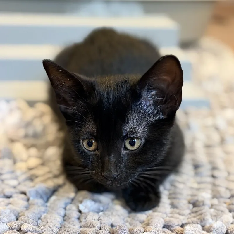 A baby small-sized male Black Domestic Short Hair cat named American Idol for adoption in Austin, TX