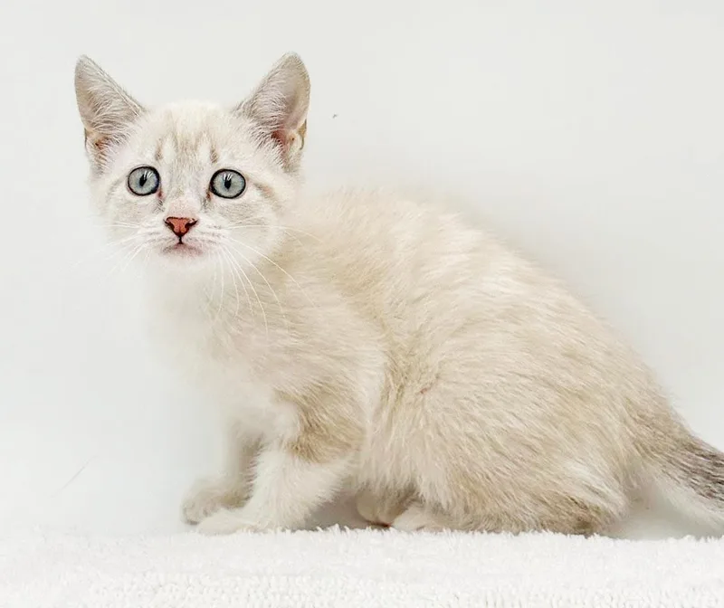 A baby small-sized female Blue Cream Siamese cat named Lily is magical in for adoption in Bedford Hills, NY