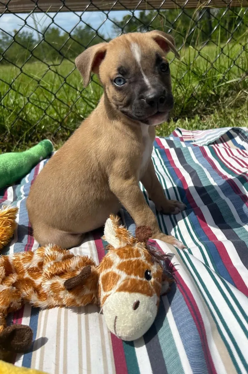A baby large-sized male Labrador Retriever dog named Ivan for adoption in Tarrytown, GA