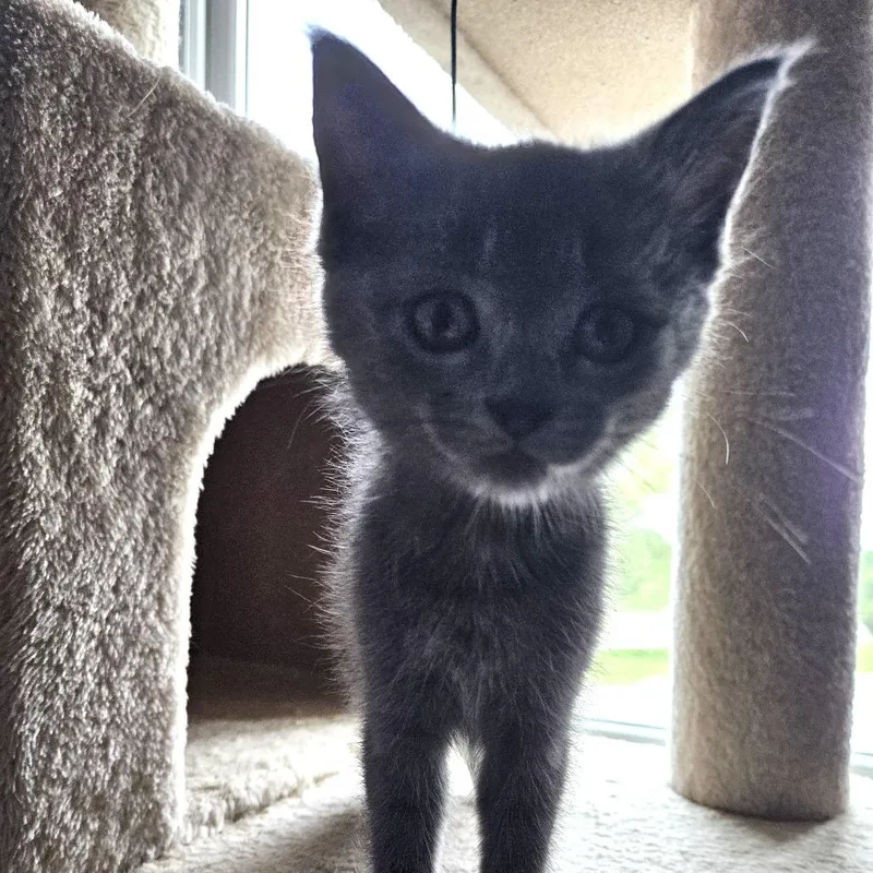 A baby small-sized female Gray / Blue / Silver Domestic Short Hair cat named Nagini for adoption in Chattanooga, TN