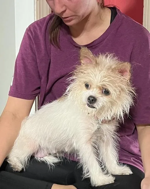 An adult small-sized female Shih Tzu dog named Miley for adoption in Irmo, SC