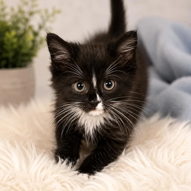 A baby small-sized female Black Domestic Medium Hair cat named Matilda for adoption in Waldorf, MD