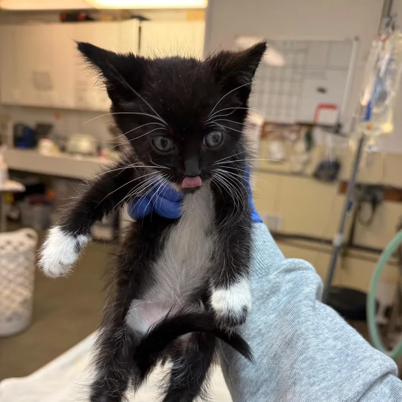 Mascarpone thumbnail 2