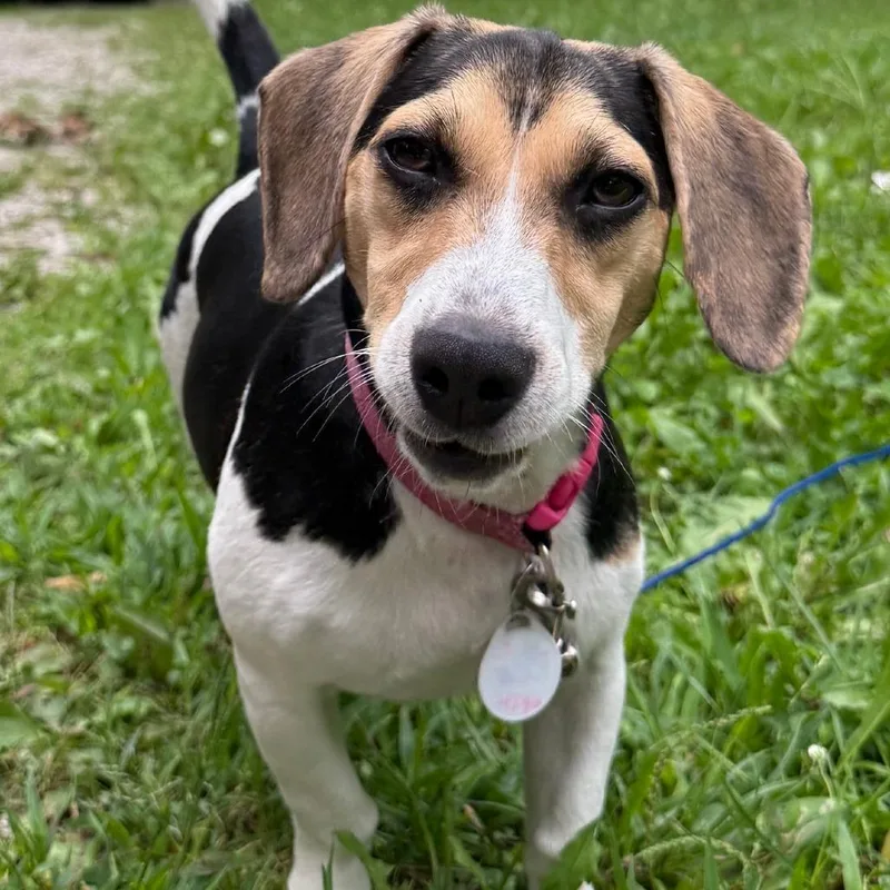 An adult small-sized female Black Beagle dog named Amelia for adoption in Normal, IL