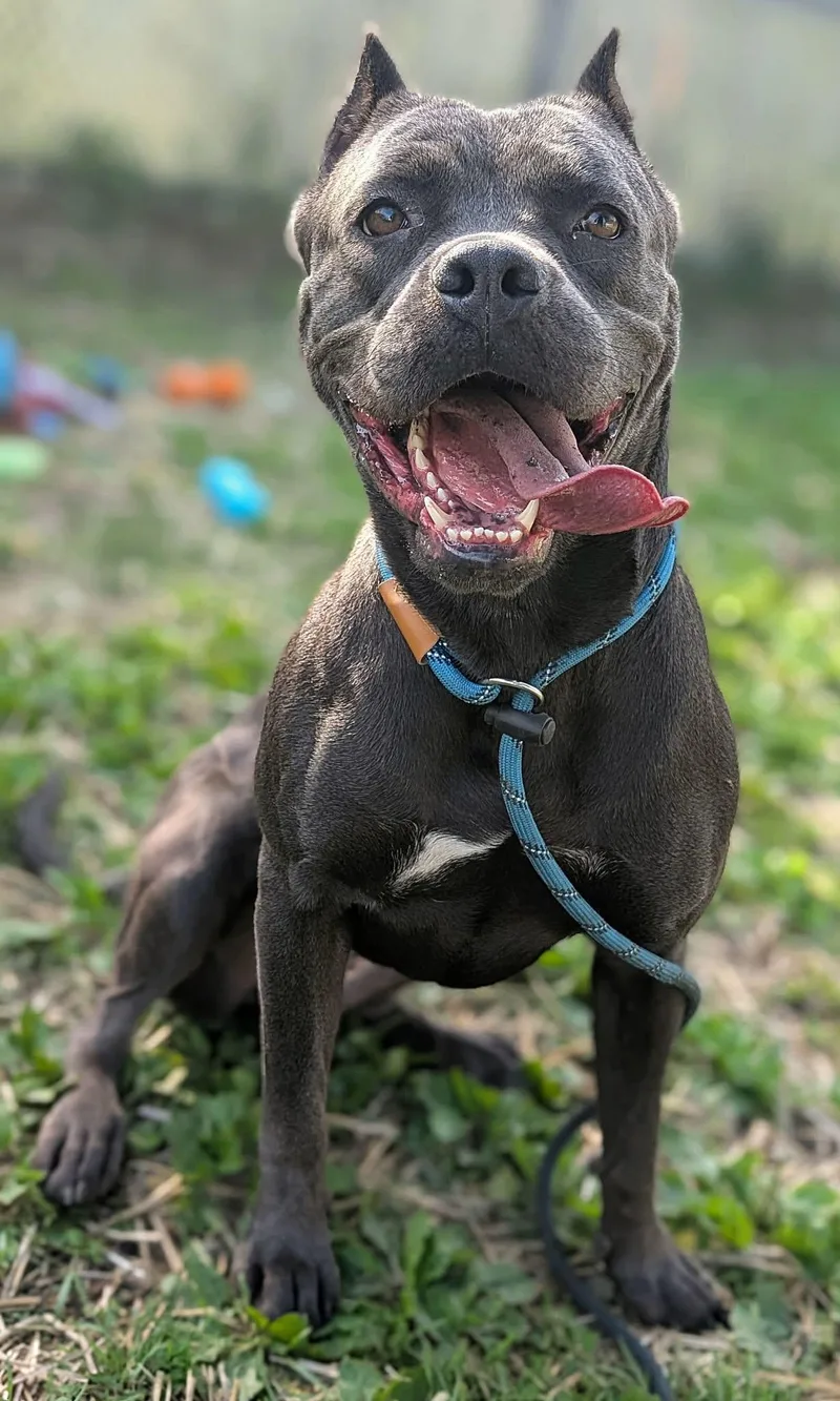 An adult medium-sized female Gray / Blue / Silver Cane Corso dog named Iceland for adoption in Chicago, IL