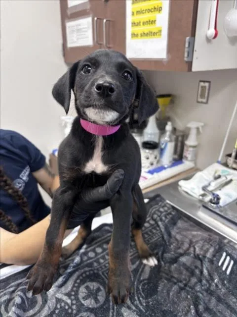 A baby small-sized female German Shepherd Dog dog named Silverbolt for adoption in Norco, CA