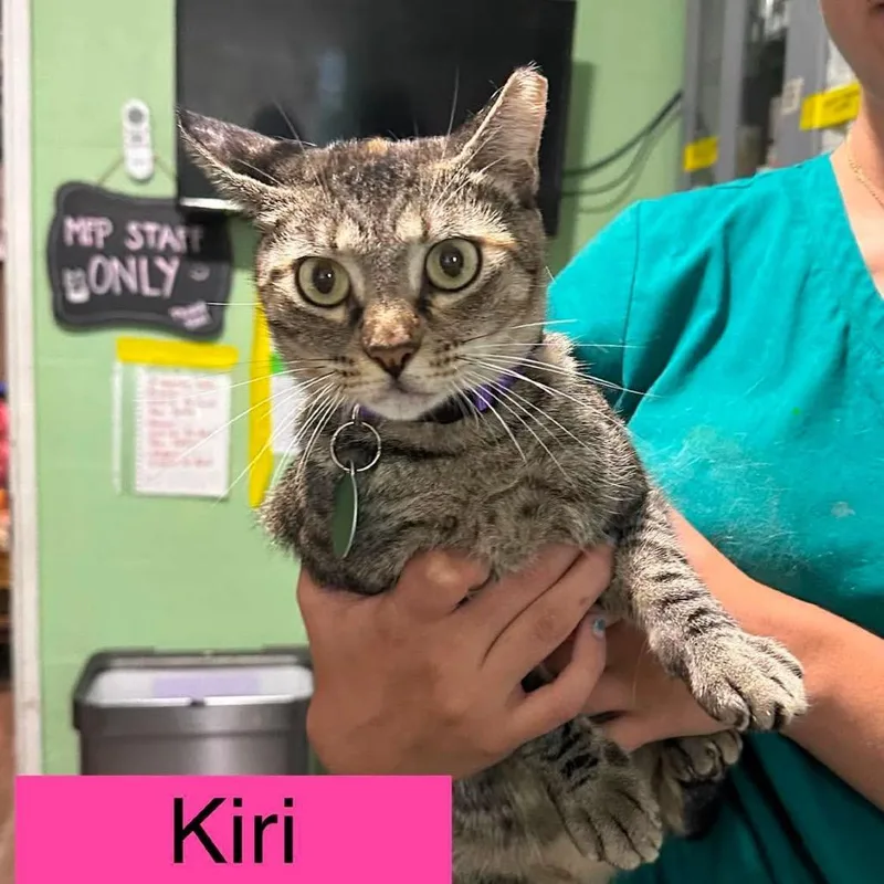 An adult medium-sized female Torbie Domestic Short Hair cat named Kiri for adoption in Tampa, FL
