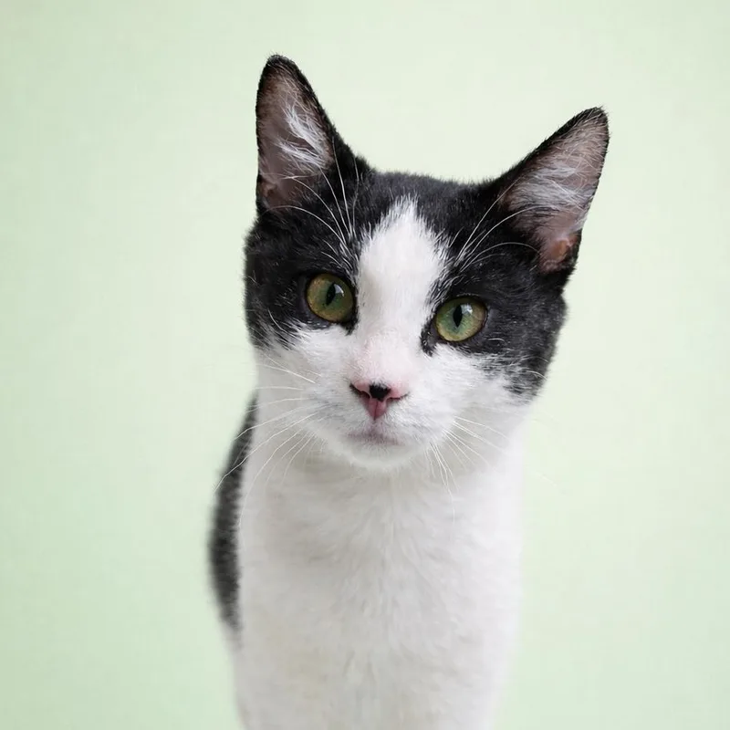 A baby large-sized male Black & White / Tuxedo Domestic Short Hair cat named Monty for adoption in Houston, TX