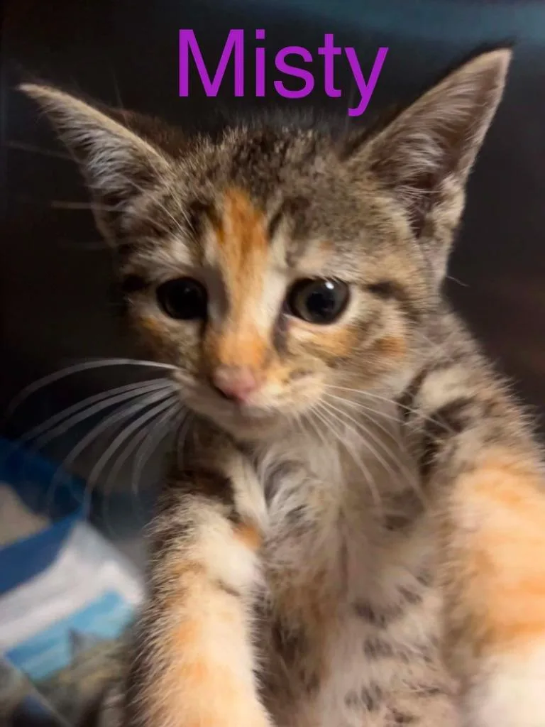 A baby small-sized female Domestic Short Hair cat named Misty for adoption in Princeton, IN