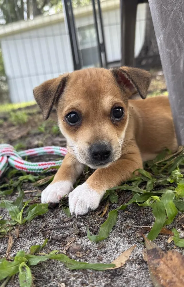 A baby small-sized female Tricolor (Brown, Black, & White) Chihuahua dog named Honey Crisp Stella for adoption in Lakeland, FL