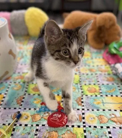 A young small-sized male Domestic Short Hair cat named Meow Mix for adoption in Midland, VA