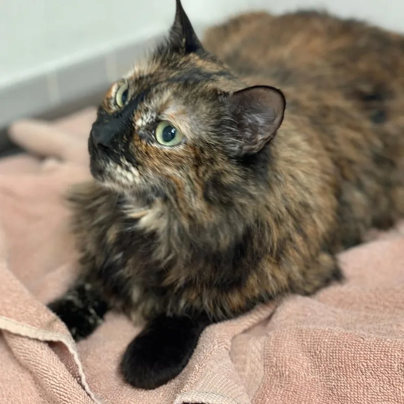 An adult large-sized female Black Domestic Medium Hair cat named Zyla for adoption in Austin, TX