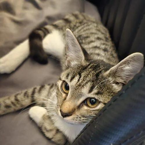 A baby small-sized female Tabby (Gray / Blue / Silver) Domestic Short Hair cat named Sweetie B for adoption in Knoxville, TN
