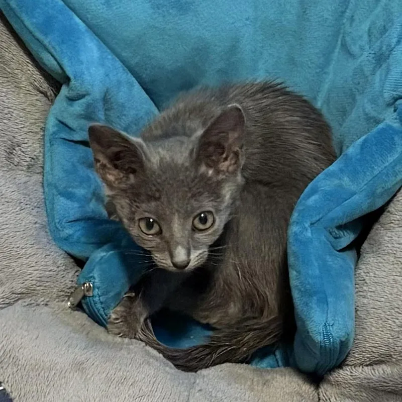 A baby medium-sized female Domestic Short Hair cat named Petunia for adoption in Hamilton, NJ