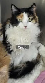Ruby