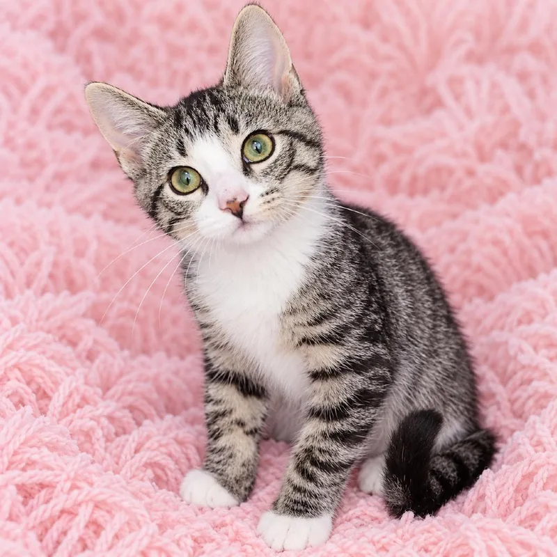 A baby small-sized female Brown / Chocolate Domestic Short Hair cat named Agnes for adoption in Quincy, OH