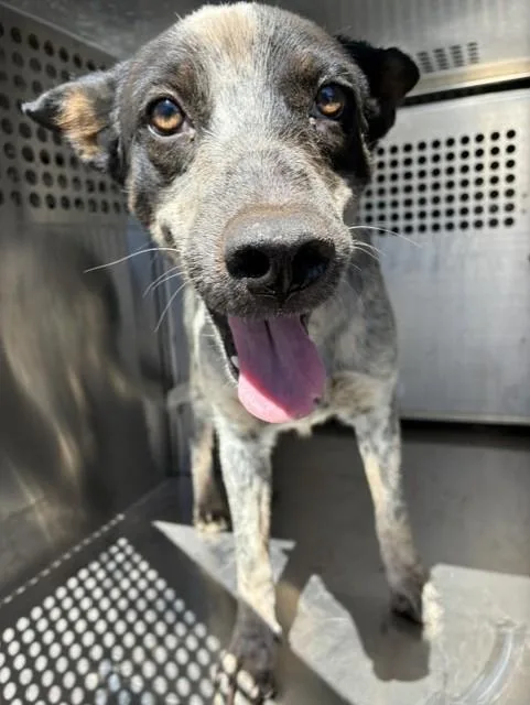 A young large-sized female Australian Cattle Dog / Blue Heeler dog named Clove for adoption in Mesa, AZ