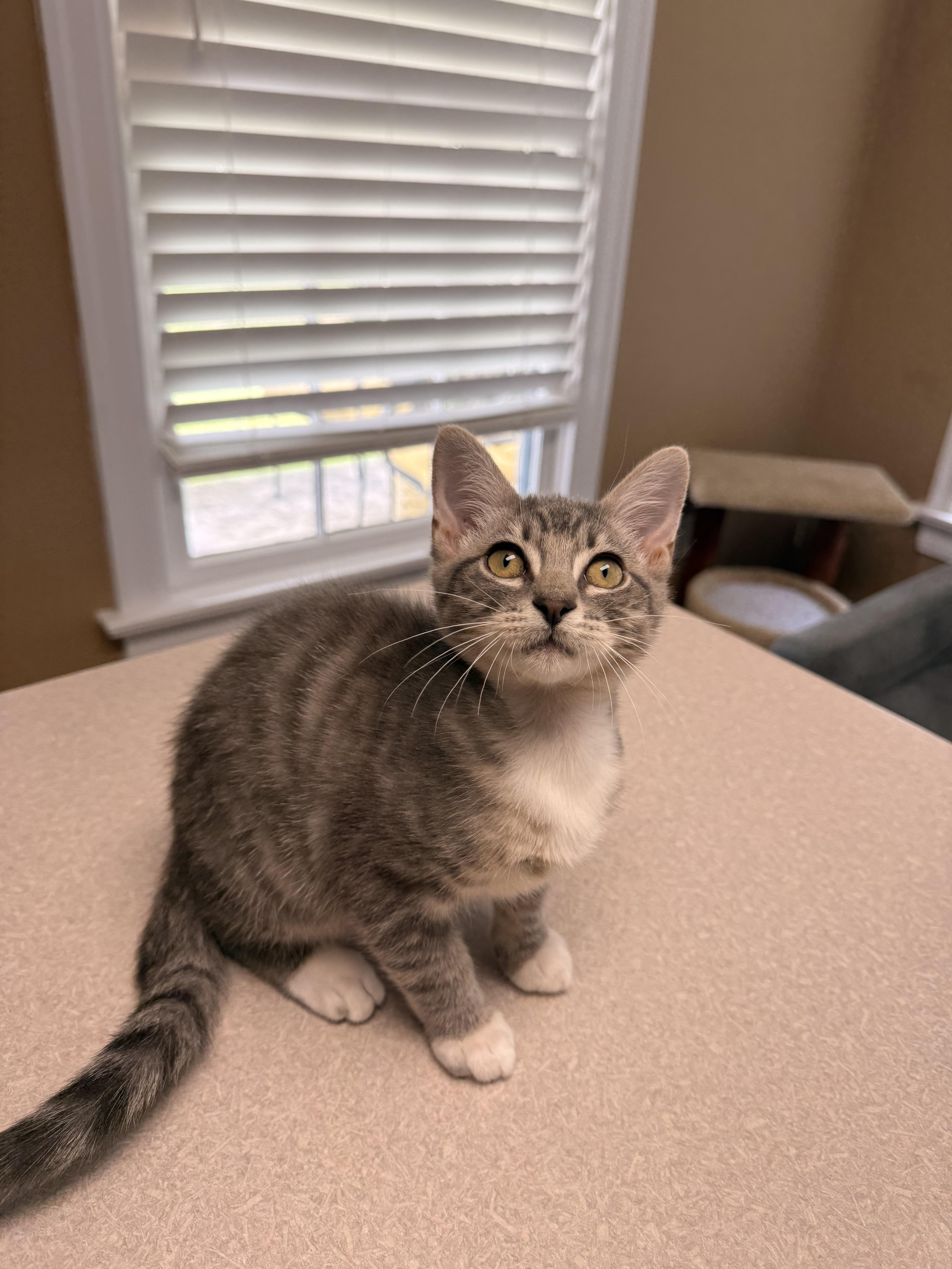 A young medium-sized male Domestic Short Hair cat named Wonton for adoption in Austin, TX