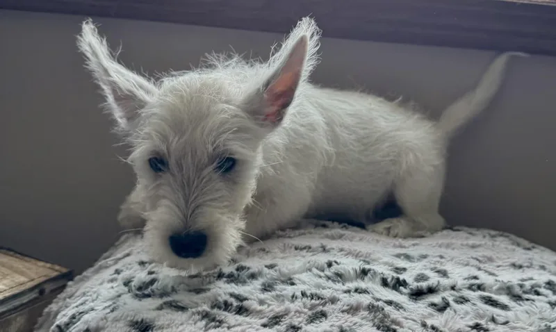 Oliver