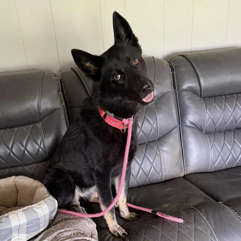 A young large-sized female Black German Shepherd Dog dog named Tanna for adoption in Greeneville, TN
