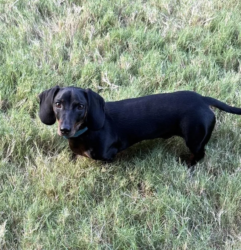 Koda