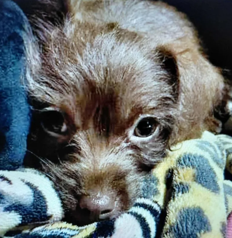 CoCo thumbnail 2