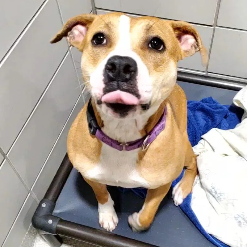 An adult medium-sized female Yellow / Tan / Blond / Fawn Pit Bull Terrier dog named Sophie for adoption in Novelty, OH