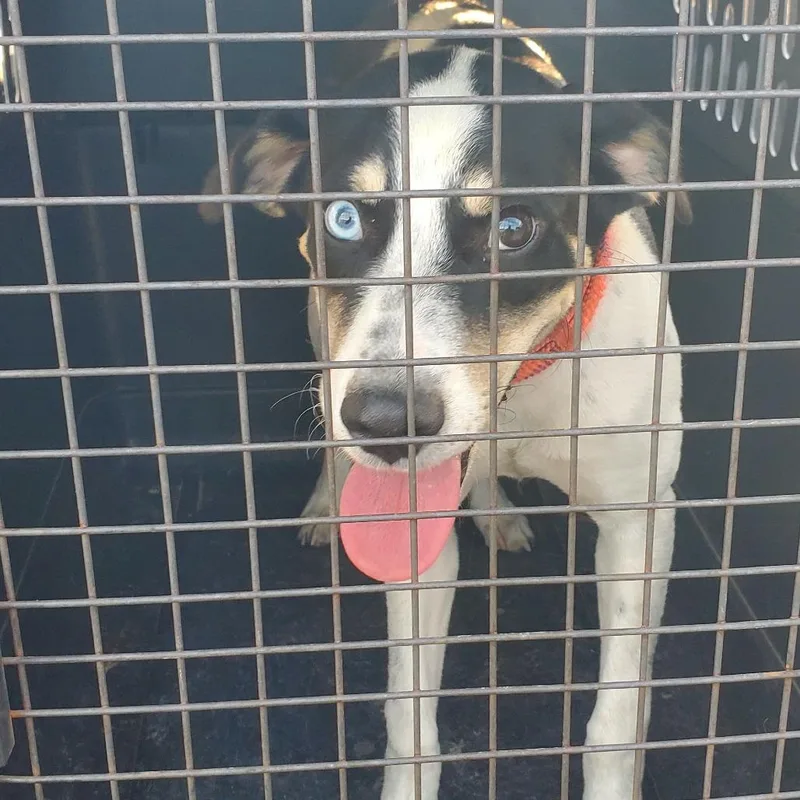 A young small-sized male Mixed Breed dog named BRAZStray for adoption in Lake Jackson, TX