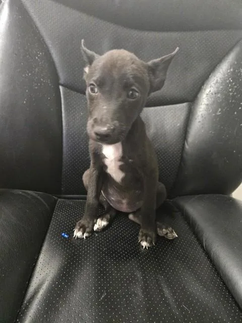 A baby small-sized female Labrador Retriever dog named Black Daliah for adoption in Corpus Christi, TX