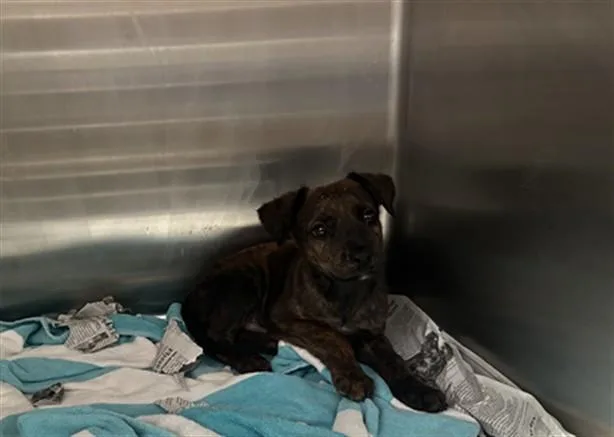A baby medium-sized male Labrador Retriever dog named Theo for adoption in Baldwin Park, CA