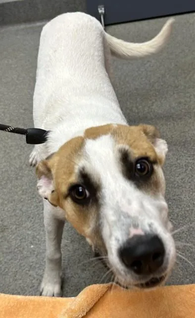 A young medium-sized female Australian Shepherd dog named Sasha for adoption in Huntsville, AL