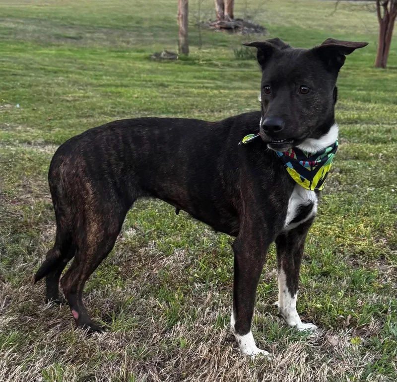 An adult medium-sized female Terrier dog named Serena for adoption in Brooklyn Center, MN