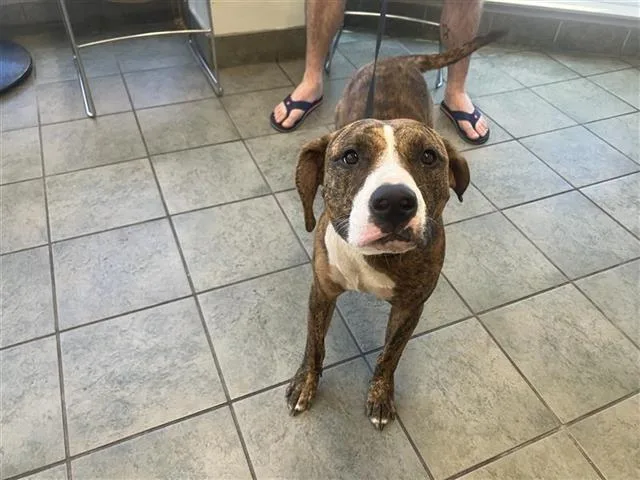 A young medium-sized female American Staffordshire Terrier dog named Malory for adoption in San Antonio, TX