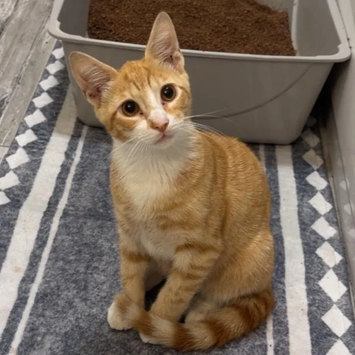 A young small-sized male Orange / Red Domestic Short Hair cat named Marcus Mango for adoption in Wilmington, DE