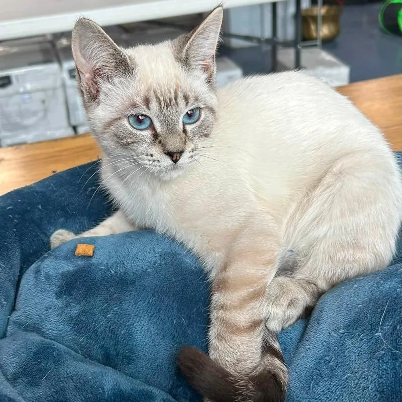 A baby medium-sized male Domestic Short Hair cat named Tinman for adoption in Fairfax, VA