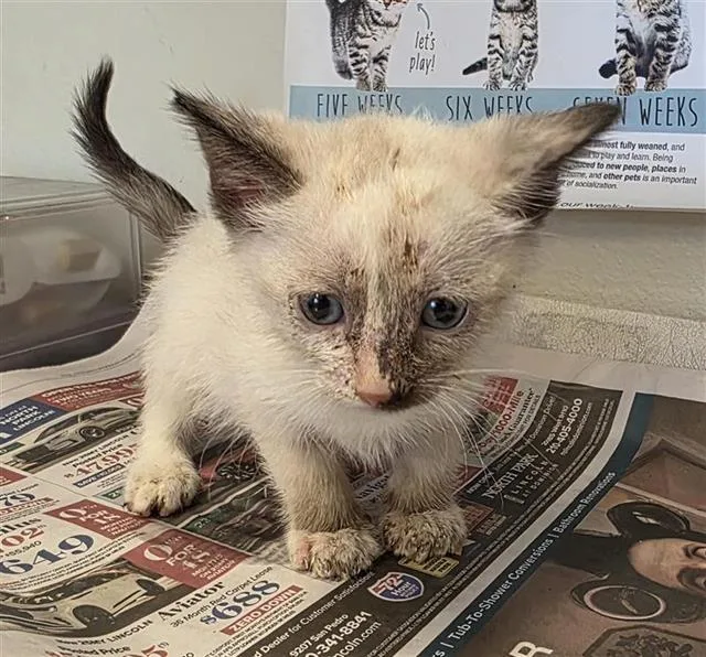 A baby small-sized female Domestic Short Hair cat named Smudges for adoption in San Antonio, TX