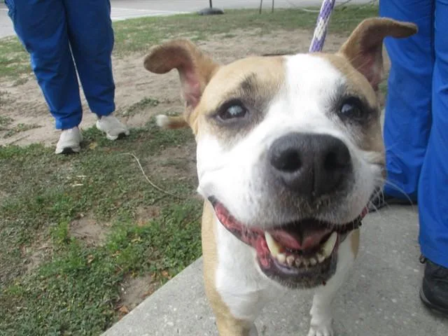 An adult medium-sized female Pit Bull Terrier dog named Ginger for adoption in Ocala, FL