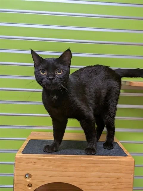 An adult small-sized male Domestic Short Hair cat named Eclipse for adoption in Saint Peters, MO