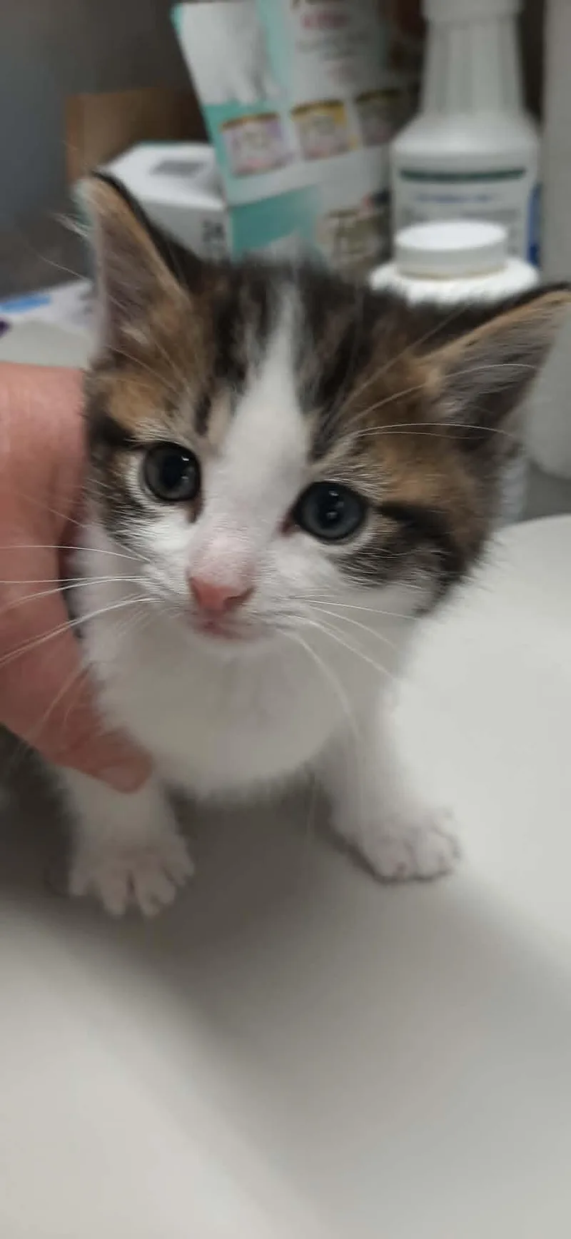 A baby medium-sized male Tabby (Brown / Chocolate) Domestic Short Hair cat named Lyric for adoption in Georgetown, OH