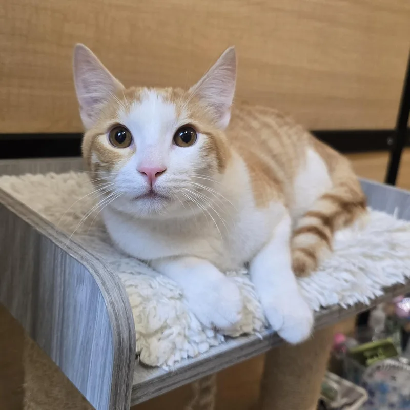 An adult medium-sized male Orange & White Domestic Short Hair cat named Andy for adoption in Warr Acres, OK